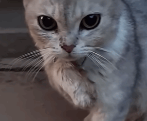 T1510016 cat catsoftiktok poorcat part2