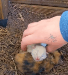 T2210015 Spicy Cat Mama Won Let Rescuers Touch Her Babies part2