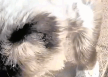 T3010017 Poor Cat Skin and Bones Starved to the Point of Deformation part2