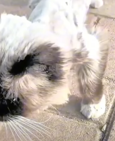 T3010017 Poor Cat Skin and Bones Starved to the Point of Deformation part2