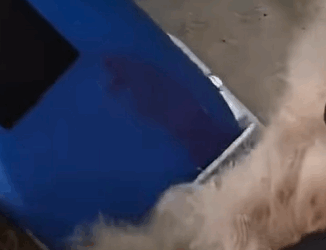 T1510011 This poor dog is finally free and has new life that belongs to him part2