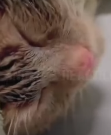 T3010026 Covered in part2