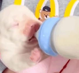 T1510009 This is result when saved puppy lying on the road rescue animal part2