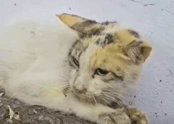 T3010005 starving stray mother cat was forced to chew on wood just to survive part2