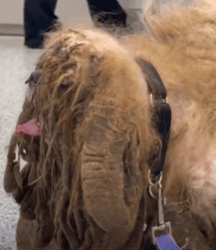 T2210010 Extremely Matted Dog Transforms To The Cutest Pup part2