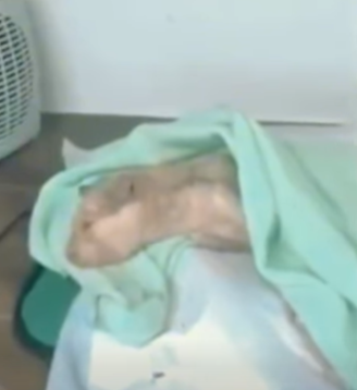 T3010024 The poor cat was abandoned locked in rusty cage for months hungry and exhausted the cat was exhausted tears streaming down his face when he was rescued part2