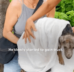 T2210006 Moving Rock On The Road Turned Out To Be Puppy part2