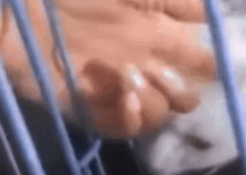 T3010011 poor stray cat with half its body gone still searching for food still clinging to hope part2