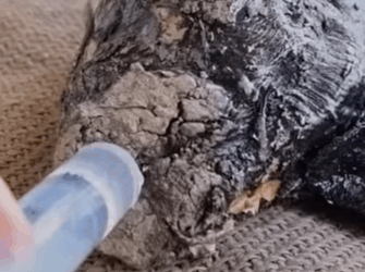 T2210014 Baby Goat Covered In Tar Gets Baths For Three Days part2