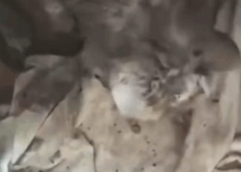 T3010009 Paralyzed Stray Cat A part2