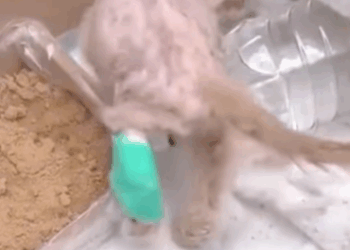 T3010015 Poor abandoned kitten starving in despair The miracle that saved him will melt your heart part2