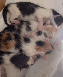 T2210022 Stray Cat Gives Birth In Woman Jeep part2