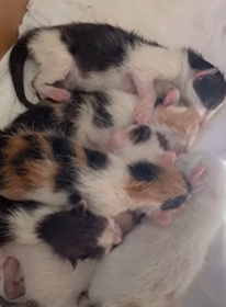 T2210022 Stray Cat Gives Birth In Woman Jeep part2