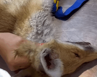 T3010040 kind couple rescued fox whose legs were tangled in rope part2