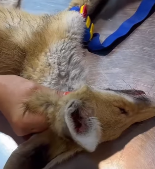 T3010040 kind couple rescued fox whose legs were tangled in rope part2