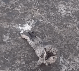 T1510017 cat catsoftiktok poorcat rescuecat part2