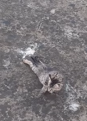 T1510017 cat catsoftiktok poorcat rescuecat part2