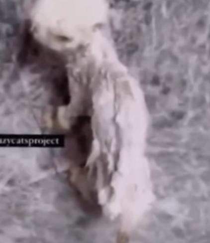 T3010018 This poor cat was bought by her owner to entertain her children and then abandoned because she was sick part2