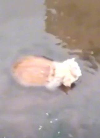 T3010010 Poor Abandoned Kittens Helplessly Trapped in Rising Sewer Struggling to Breathe Rescuing Them Will Break Your Heart part2