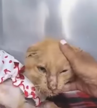 T3010001After months of suffering and abandonment stray cat with tearful eyes part2