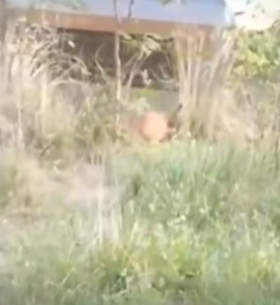 T3010004 poor cat was rescued part2