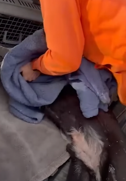 T2410012 Police Officer Spots Abandoned Dog In Dumpster part2