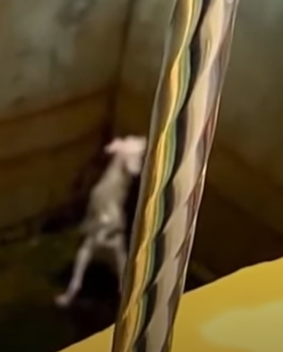 T2410028 Abandoned Bichon Frise Found Shaking in Pool Emotional Rescue part2