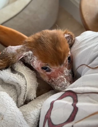T2410005 His adorable smile when he feels better We talked to Madison about saying yes to fostering dog who everyone else thought was out of chances and how he ult part2