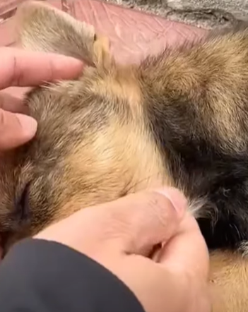 T2410020 On my way home from work saw small dog lying motionless on the side of the road part2