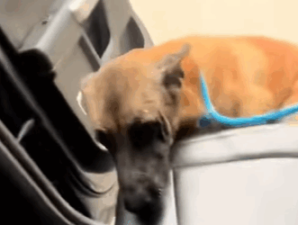 T3010036 someone abandoned this guy fyp foryou dog lovedogs rescuedogs part2