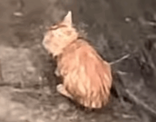 T1510020 cat catsoftiktok poorcat part2