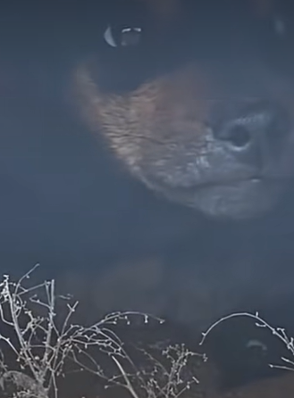 T3010039 Dog Found Hiding In Box Has The Comfiest House Now dog dogs part2