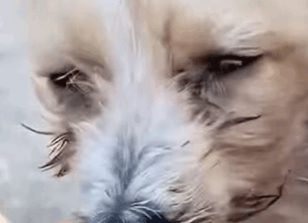 T2410027 Poor Dog part2