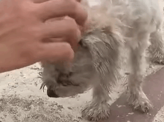 T2410009 He Was Running Alone on the Road Until We Stopped the Car part2