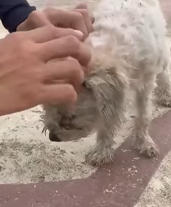 T2410009 He Was Running Alone on the Road Until We Stopped the Car part2