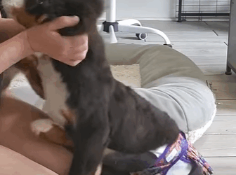 T2410013 We Dare You Not To Adopt This Puppy part2