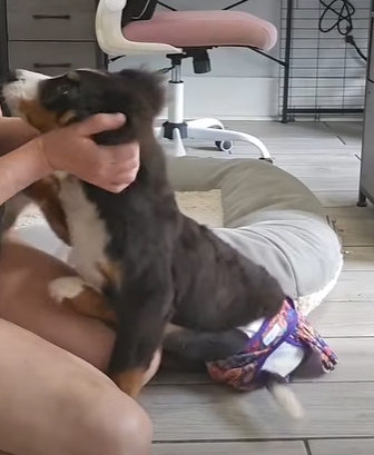 T2410013 We Dare You Not To Adopt This Puppy part2