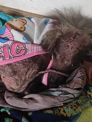 T2410008 Watch her get all the unconditional love she never got and do do the silliest zoomies part2