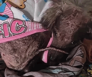 T2410018 Little Dog Who Looked Like Rat Is So Fluffy Now part2