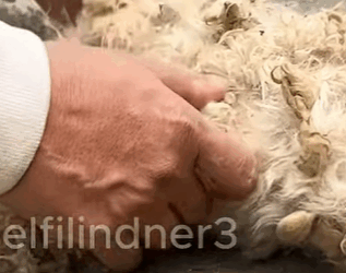 T1510013 While was exercising saw poor dog lying motionless on the side part2