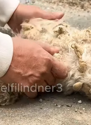 T1510013 While was exercising saw poor dog lying motionless on the side part2