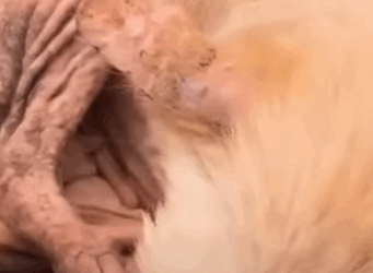 T2410021 Dog Found In Forest Completely Transforms part2