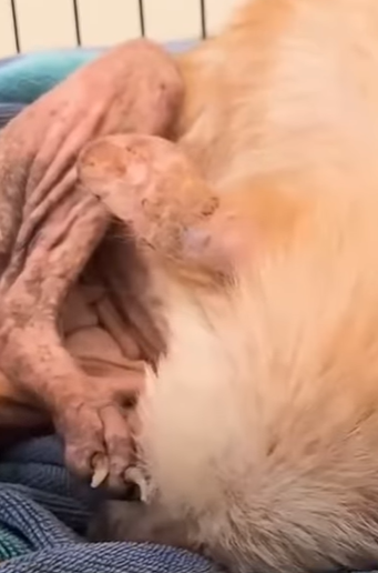 T2410021 Dog Found In Forest Completely Transforms part2