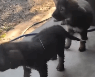 T2410002 She knew exactly what to do to make sure her babies were cared for part2