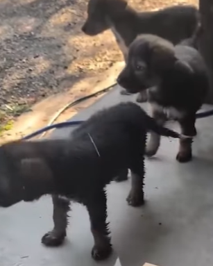 T2410002 She knew exactly what to do to make sure her babies were cared for part2