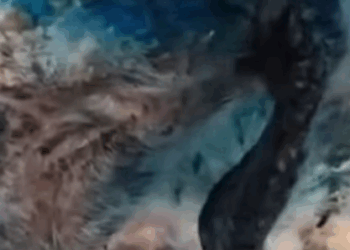 T2410015 Someone Threw Paint on Him What Discovered Broke My Heart People love animals part2