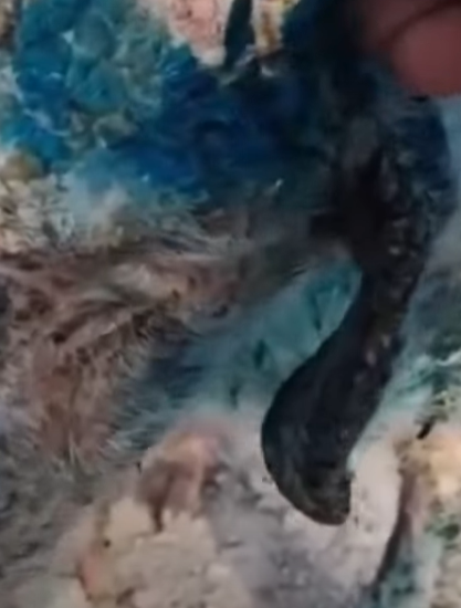 T2410015 Someone Threw Paint on Him What Discovered Broke My Heart People love animals part2