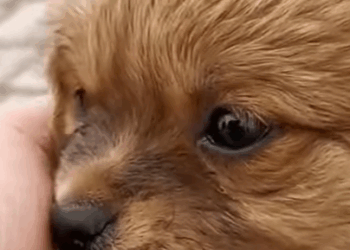 T2410023 The poor dog was running on the street with big chain wrapped around its body part2