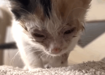 T2410017 Kittens Become Inseparable With Separation Wall Between Them part2