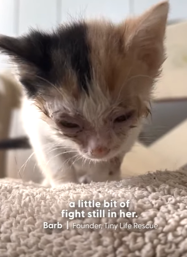 T2410017 Kittens Become Inseparable With Separation Wall Between Them part2